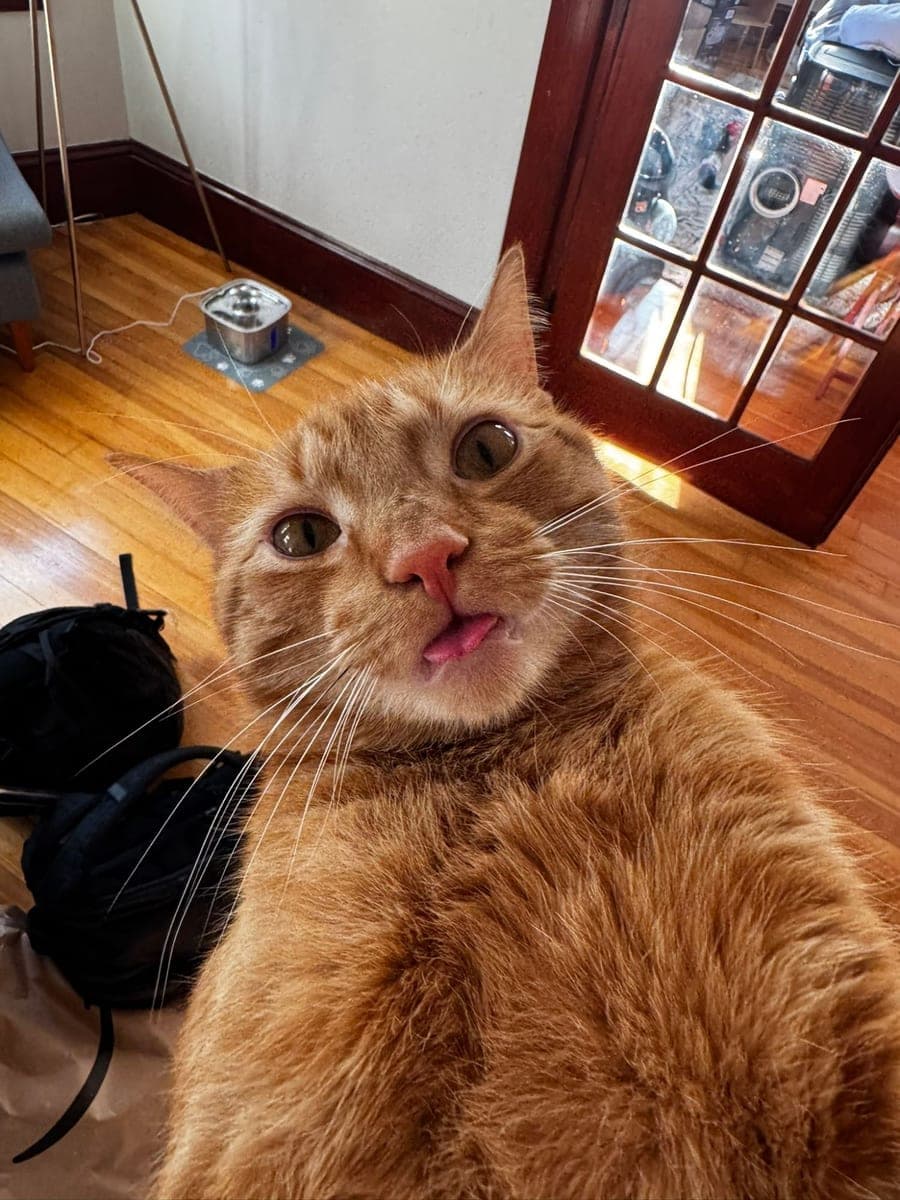 Donny, an orange tabby, staring straight into the camera, wide-eyed, with the tip of the tongue out.