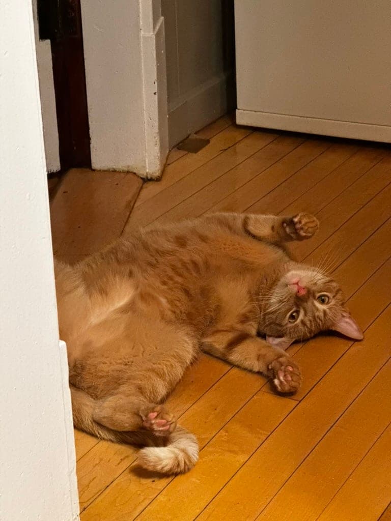 Donny grown up, belly-up on a hardwood floor in a doorway, paws in the air.