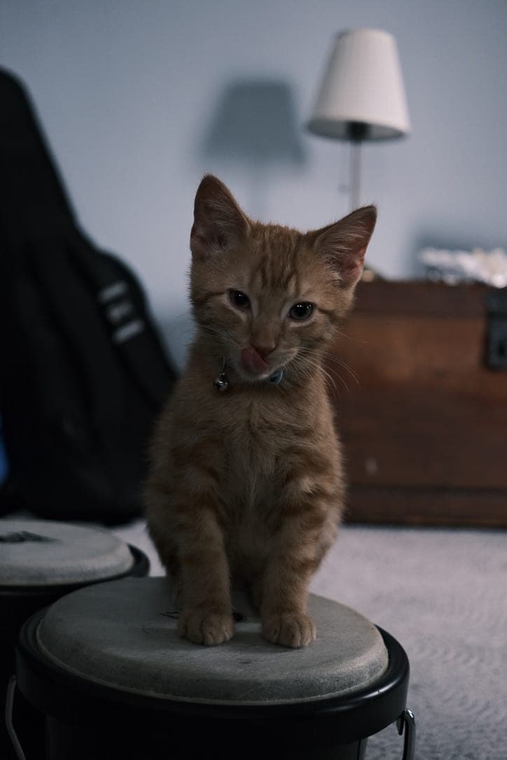 Donny as a kitten sitting on top of a bongo drum, mid nose-lick, with a lamp and a wooden chest behind.