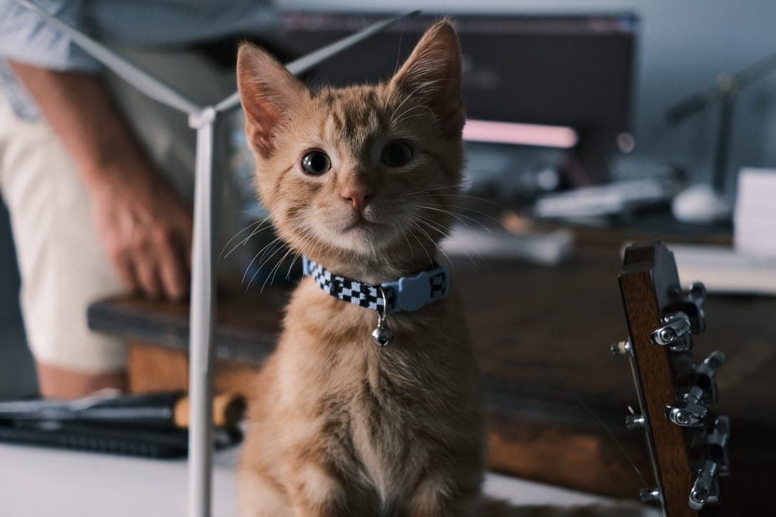 Donny as a kitten in a checkered collar, sitting on a desk and looking into the camera next to a guitar headstock.