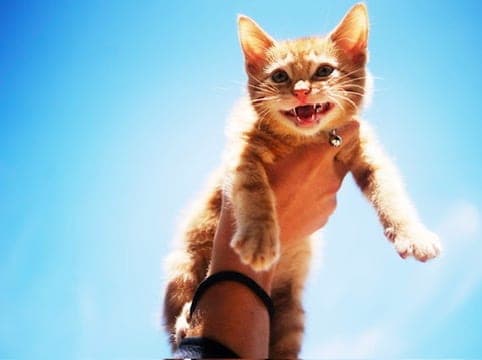 Donny as a kitten held up in one hand against a bright blue sky, mouth open mid-meow.