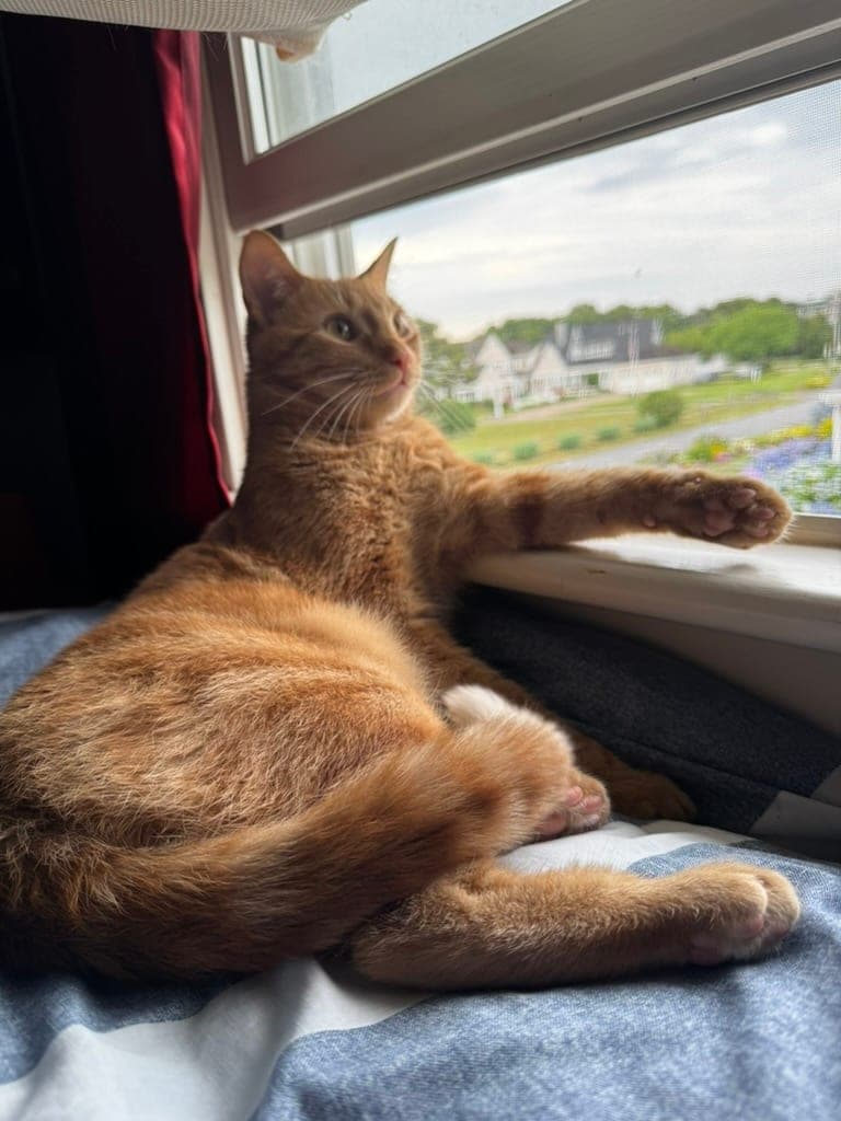 Donny grown up, lounging on a window seat with one paw stretched along the sill, gazing outside.